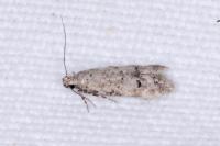 Teleiodes vulgella