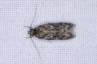 Gelechia muscosella