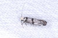 Paraswammerdamia nebulella