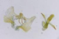 Aethes bilbaensis