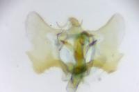 Aethes bilbaensis