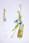 Gelechia muscosella