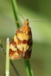 Aethes tesserana