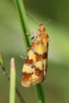 Aethes tesserana