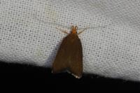 Eurodachtha pallicornella