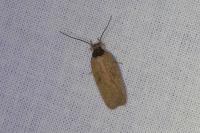 Agonopterix subpropinquella
