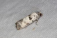 Epinotia dalmatana