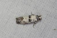 Epinotia dalmatana