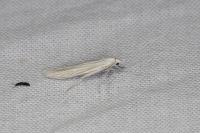 Coleophora