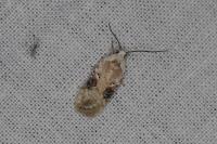 Agonopterix alstroemeriana