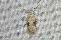 Agonopterix alstroemeriana