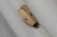 Agonopterix subpropinquella