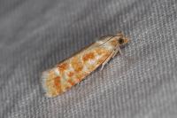 Rhyacionia buoliana