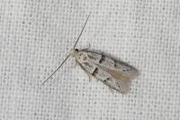 Symmocoides oxybiella