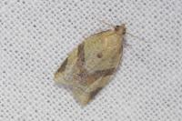 Clepsis consimilana