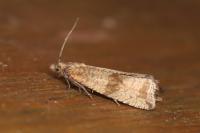 Celypha striana