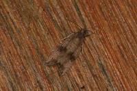 Celypha striana