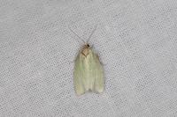 Tortrix viridana