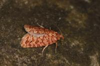 Lozotaeniodes formosana