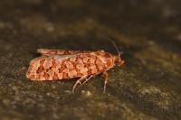 Lozotaeniodes formosana