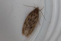 Hofmannophila pseudospretella