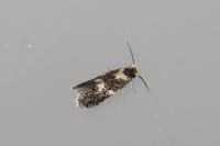 Ectoedemia