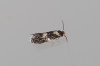 Ectoedemia