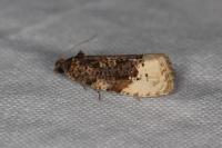 Hedya ochroleucana