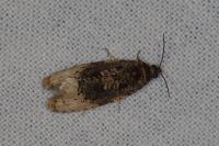 Hedya ochroleucana