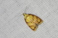 Acleris bergmanniana