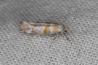 Cedestis gysseleniella