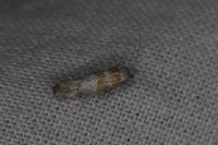 Cedestis gysseleniella