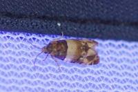 Lobesia bicinctana