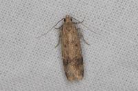 Pexicopia malvella