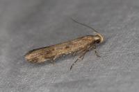 Pexicopia malvella