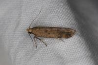 Pexicopia malvella