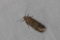 Pexicopia malvella