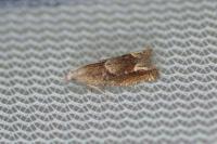 Eucosma conterminana