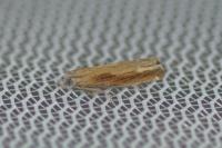Eucosma obumbratana