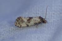 Neocochylis molliculana