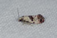 Neocochylis hybridella