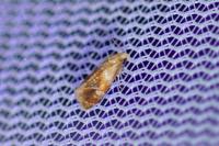 Gynnidomorpha rubricana