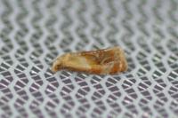 Gynnidomorpha rubricana
