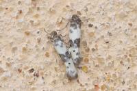 Enolmis acanthella