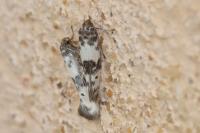 Enolmis acanthella