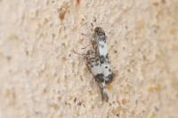 Enolmis acanthella