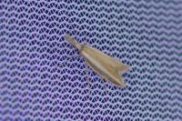 Pleurota aristella