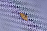 Clepsis consimilana
