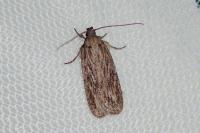 Depressaria daucella