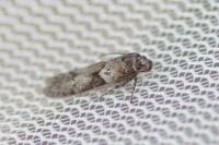 Blastobasis glandulella